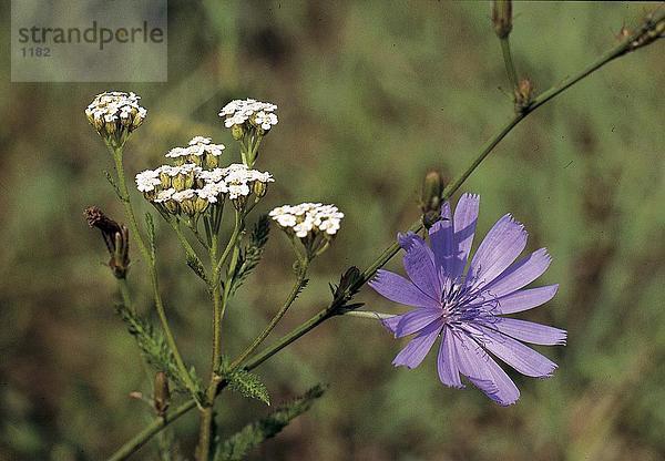 Nahaufnahme des gemeinsamen Chicorée (Cichorium Intybus) Blume  Deutschland