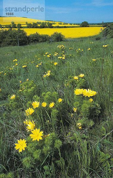 Adonis Vernalis Blumen im Feld  Zscherplitz  Unstruttal  Deutschland