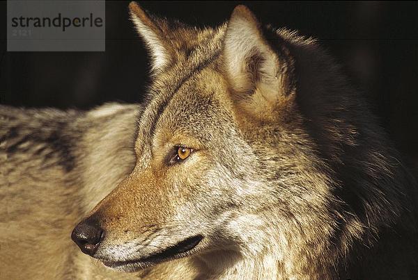Grauwolf Canis lupus pambasileus Wald Close-up Bayern Deutschland