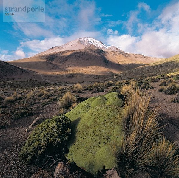 Liareta  Nevado del Putre  Chile