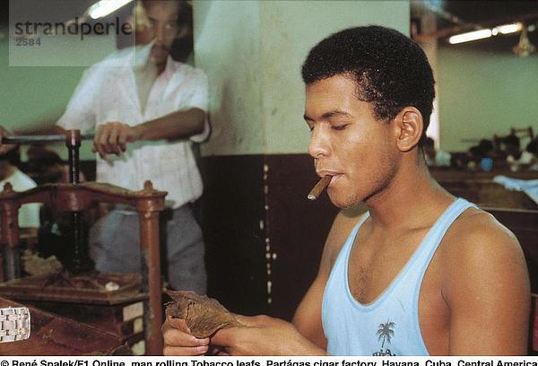 Mann handgedrehten Tabak leafs Partagas Zigarre Factory  Havanna  Kuba