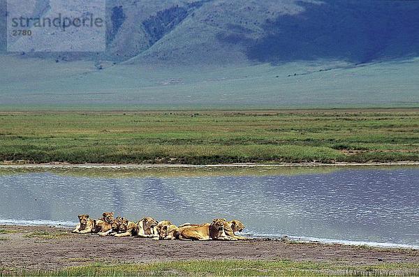 Gruppe von Lions Ruhe in der Nähe Flusses  Ngorongoro-Krater  Tansania