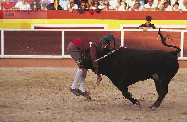Torero kämpfen mit Bull Ring  Nazaré  Portugal