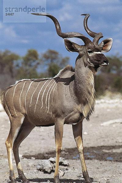 Größere Kudu (Tragelaphus Strepsiceros) Antelope Standing im Wald  Etosha National Park  Namibia