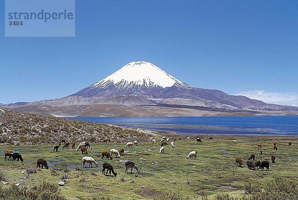 Herde von Alpakas (Vicugna Pacos) im Feld  Lauca Nationalpark  Chile