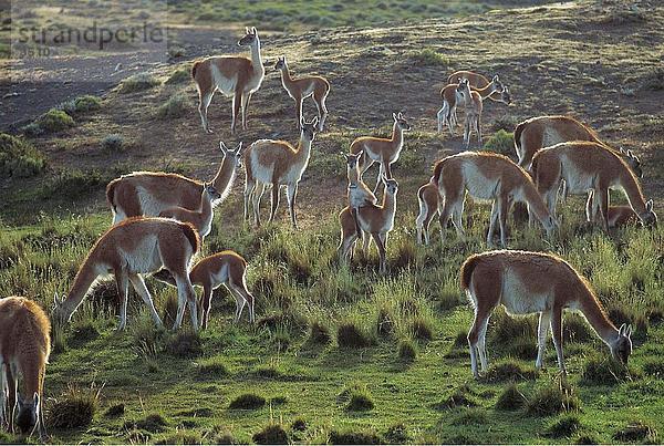 Herde von Guanakos (Lama Guanicoe) im Feld  Torres del Paine National Park  Patagoniens