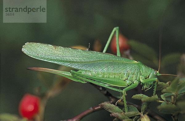 Nahaufnahme-Green Grasshopper (Grünes Heupferd) auf Blatt  Deutschland