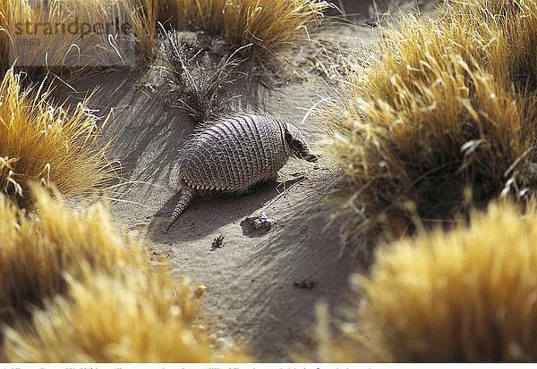 Pichi (Zaedyus Pichiy) auf sand