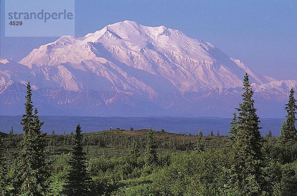 Bäume mit Bergen im Hintergrund  Mount McKinley  Alaska  USA