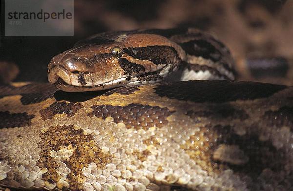 Nahaufnahme der indischen Python (Python Molurus)  Indien