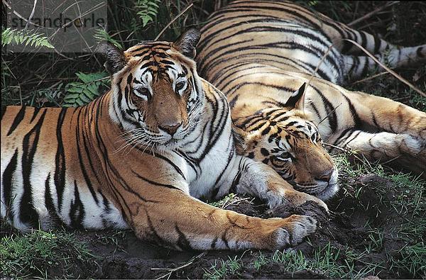 Zwei Tiger (Panthera Tigris) im Wald  Bandhavgarh Nationalpark  Madhya Pradesh  Indien