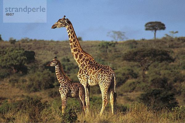 Giraffe (Giraffa Camelopardalis) stehend mit seiner Kalb in Feld  Masai Mara National Park  Kenia