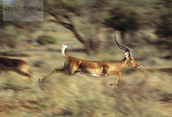 Impala (Aepyceros Melampus) im Feld  Samburu National Park  Kenia