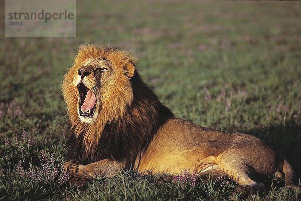 Löwen (Panthera Leo) Gähnen im Feld  Masai Mara National Park  Kenia