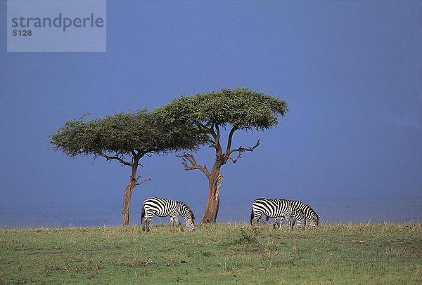 Drei gewähren Zebras (Equus Quagga Boehmi) Weiden Gras im Wald  Masai Mara  Kenya