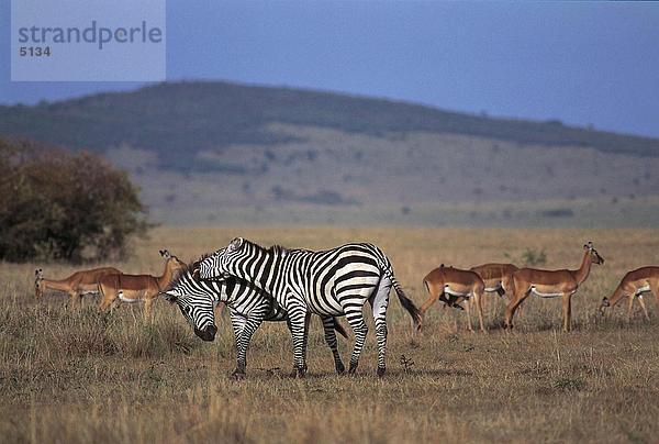 Zwei Grant Zebras (Equus Quagga Boehmi) kämpfen im Wald  Masai Mara  Kenya