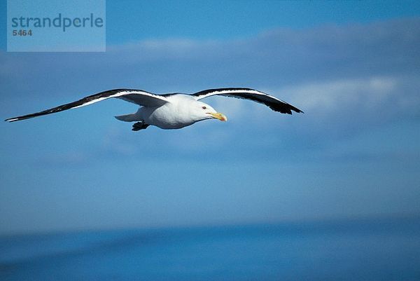 Seagull fliegender himmel  Neuseeland