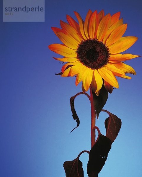 Nahaufnahme der Sonnenblume (Helianthus Annuus) gegen blauen Himmel  Deutschland