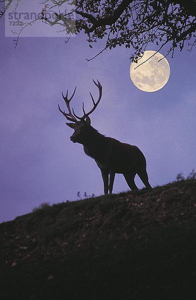 Silhouette der männlichen Rothirsch (Cervus Elaphus) stehend auf hill