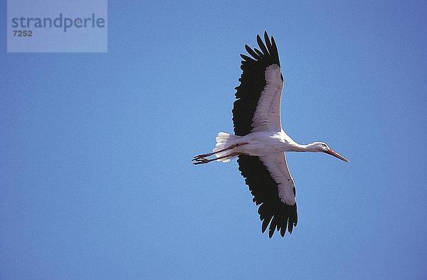 Untersicht von Storch (Ciconia Cicinia) in Himmel fliegen