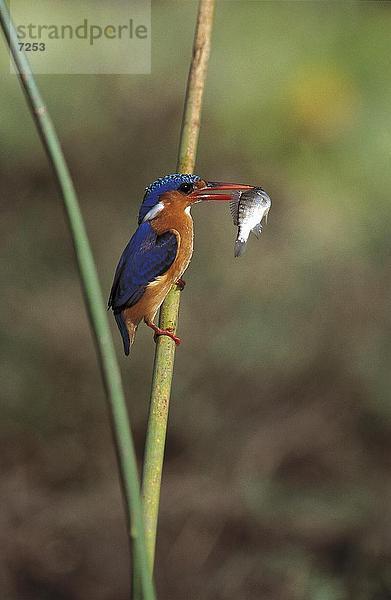 Hauben-Zwergfischer (Alcedo Cristata) mit Fisch im Schnabel  Kruger-Nationalpark  Südafrika