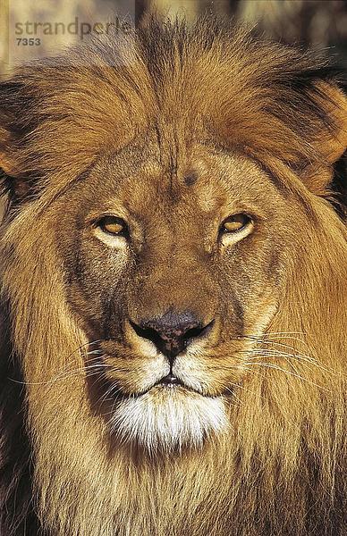 Nahaufnahme des Löwen (Panthera Leo)  Etosha National Park  Namibia
