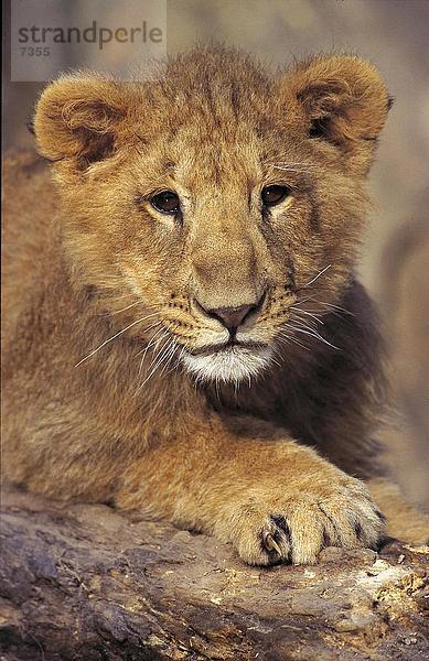 Nahaufnahme der Löwenjunges (Panthera Leo)  Etosha National Park  Namibia