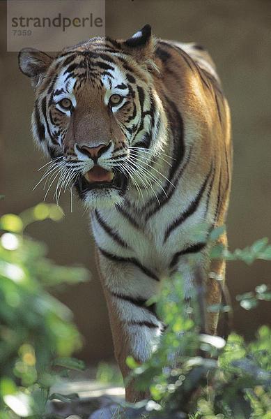 Sibirischer Tiger (Panthera Tigris Altaica) walking im Wald