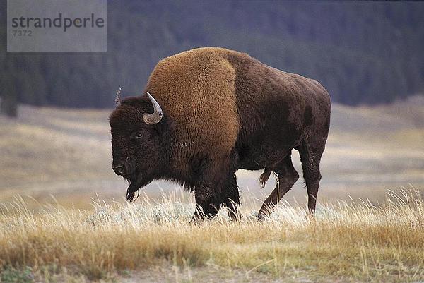 Amerikanischer Bison (Bison Bison) Wandern im Feld  Yellowstone National Park  USA