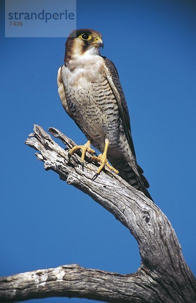 Wanderfalke (Falco Peregrinus) hocken auf Zweig  Etosha National Park  Nmibia