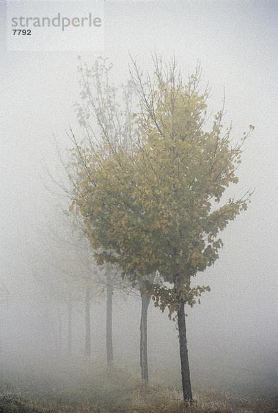 Nebel über Bäume  Deutschland