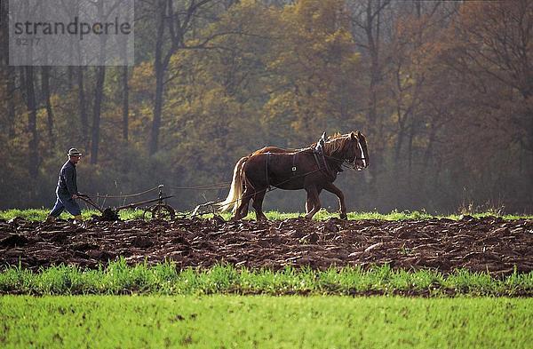 Seitenprofil Bauern Pflügen Feld mit Pferd  Deutschland