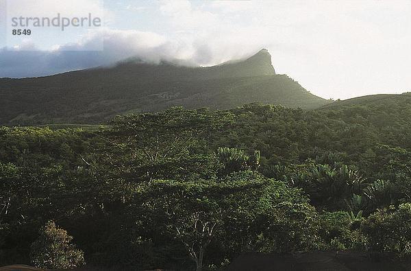 Nebel über Wald  Mauritius