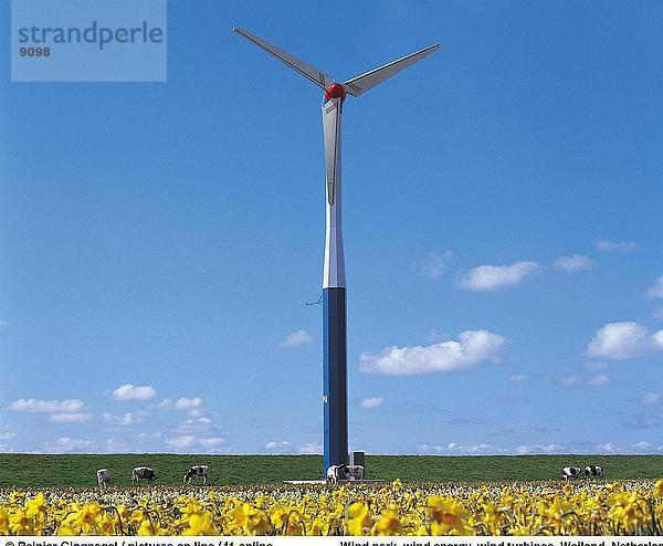 Wind Turbien in Wiese  Weiland  Niederlande