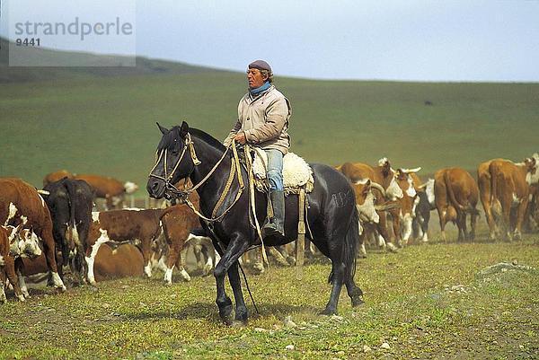 Gaucho hüten Kühe  Patagoniens