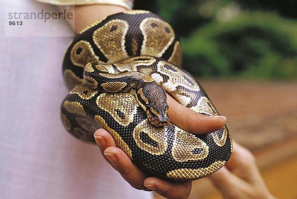 Nahaufnahme of Frauenhandhält python