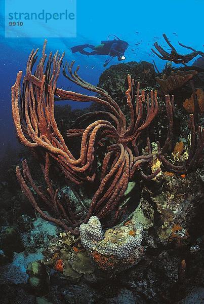 Nahaufnahme-Rope Sponge Unterwasseraufnahme  Bonaire  Karibik