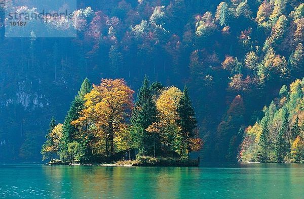 Bäume auf der kleinen Insel im See  Konigssee  Berchtesgaden  Bayern  Deutschland