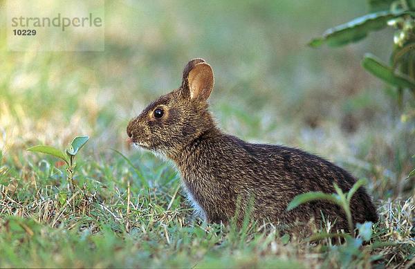 Nahaufnahme des Marsh Kaninchen (Sylvilagus Palustris) im Feld  Everglades National Park  Florida  USA
