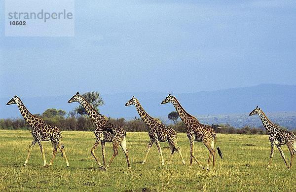 Gruppe von Giraffen (Giraffa Camelopardalis) zu Fuß in der steppe