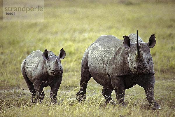 Weibliche White Rhinoceros (Ceratotherium Simum) gehen mit ihrer Kalb in Feld