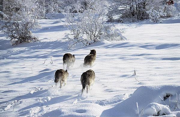 4 grau gehen Feld Wolf Canis lupus Italien
