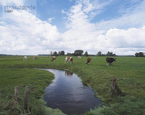 Vieh weidete auf einer Wiese an einem Kanal  Niederlande