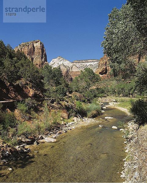 Fluss  der durch einen Wald  Zion National Park  Utah  USA