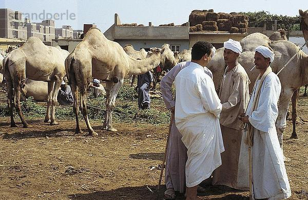 Männer auf Kamel Markt  Luxor  Ägypten  Nord-Afrika