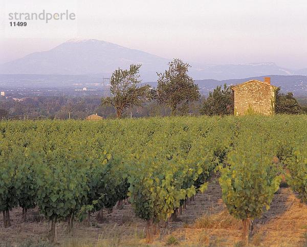 Weingut auf eine Landschaft mit Gebirge im Hintergrund  Mont Ventoux  St. Just  Provence  Frankreich