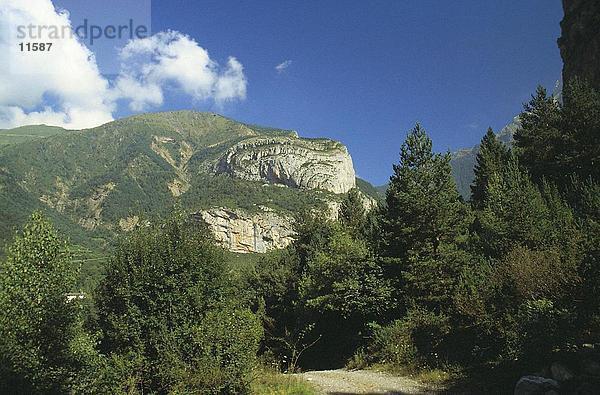 Bäume im Wald  Ordesa Y Monte Perdido National Park  Pyrenäen  Aragon  Spanien