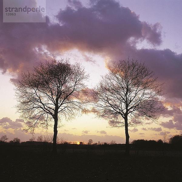 Silhouette von kahlen Bäumen bei Sonnenuntergang  Niederlande