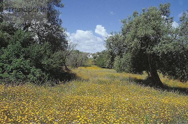 Gelbe Blumen in voller Blüte auf einer Wiese mit Olivenbäumen  Algarve  Portugal