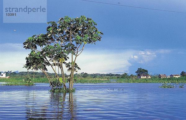 Baum unter Wasser teilweise in overflooded Fluss  Ucayali  Pucallpa  Peru